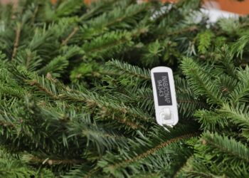 Productos autorizados (pinabete y tillandsias) se identifican con marchamo blanco o negro. /Foto: CONAP