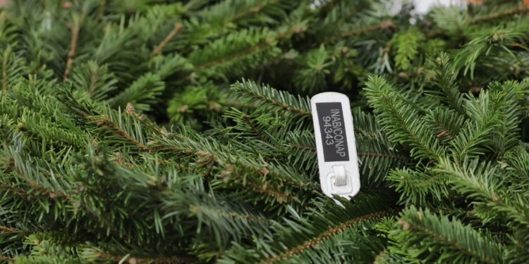 Productos autorizados (pinabete y tillandsias) se identifican con marchamo blanco o negro. /Foto: CONAP