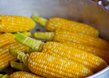 Contingente arancelario de maíz amarillo registra uso del 99 %