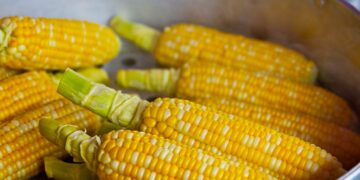 Contingente arancelario de maíz amarillo registra uso del 99 %
