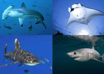 Una CITES “muy productiva” aprueba 46 propuestas que abarcan más de 500 especies