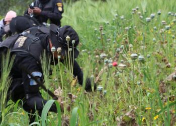 Erradican plantaciones de amapola valoradas en más de 8 millones de quetzales