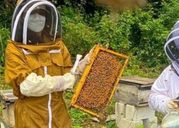 Acciones para el desarrollo apícola se mantienen en Petén