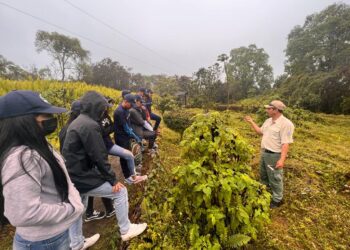 Expertos avanzan en proyecto para salvar planta endémica de Galápagos