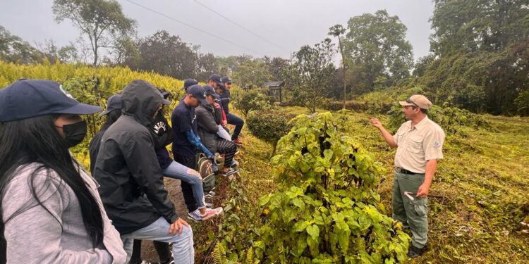 Expertos avanzan en proyecto para salvar planta endémica de Galápagos