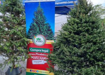 Desarrollan gran venta de pinabete