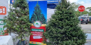 Desarrollan gran venta de pinabete