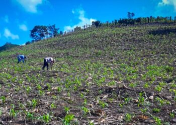Mesa técnica agroclimática de Petén socializa perspectivas para primeros meses de 2023