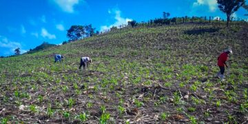 Mesa técnica agroclimática de Petén socializa perspectivas para primeros meses de 2023