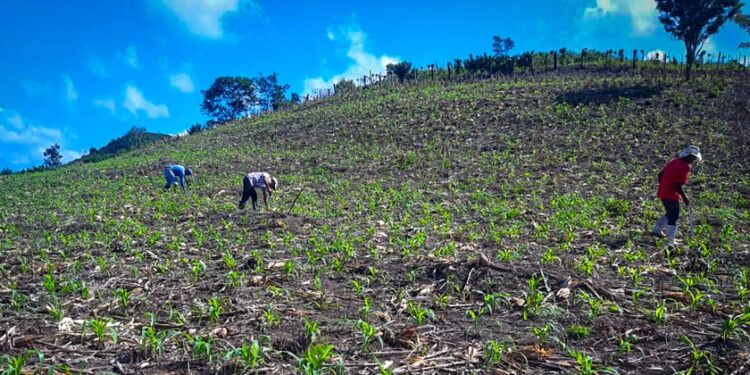 Mesa técnica agroclimática de Petén socializa perspectivas para primeros meses de 2023