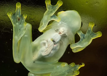 Ranas de cristal ponen al descubierto el secreto de su transparencia