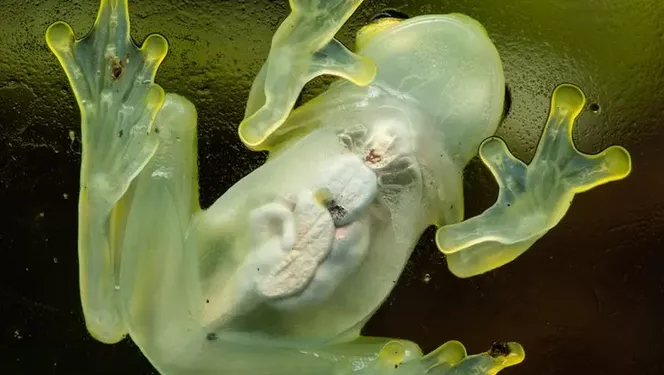 Ranas de cristal ponen al descubierto el secreto de su transparencia