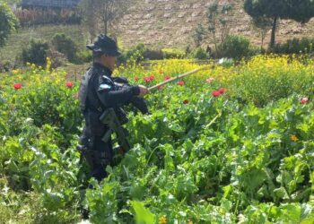 Erradican plantaciones de amapola en operativo antinarcótico