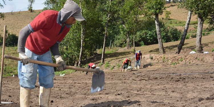 Pequeños productores de Jutiapa reciben estipendio por conservación de suelos