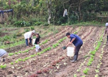 Más de 114 mil huertos contribuyen a la seguridad alimentaria en el país