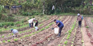 Más de 114 mil huertos contribuyen a la seguridad alimentaria en el país