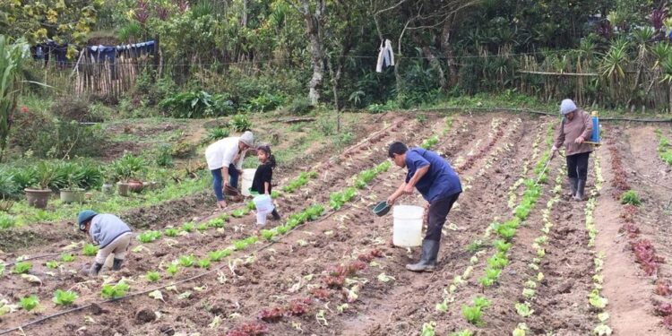 Más de 114 mil huertos contribuyen a la seguridad alimentaria en el país