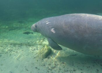 EE. UU. pone en marcha programa de emergencia para protección de manatíes