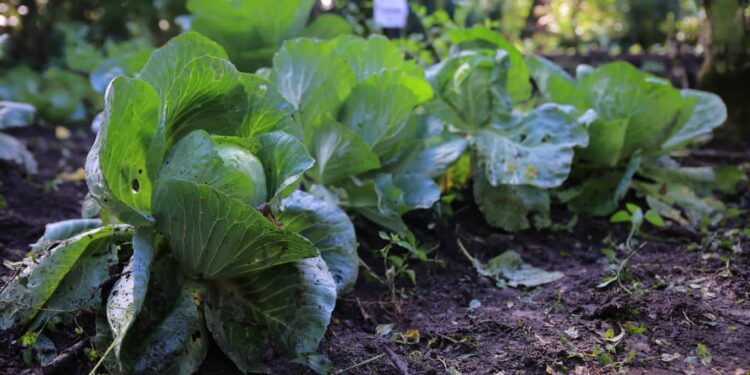 Labor de extensionistas rurales son clave para el aprovechamiento de recursos