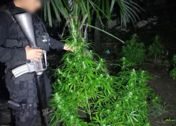 Eliminan cultivos ilícitos en Melchor de Mencos, Petén