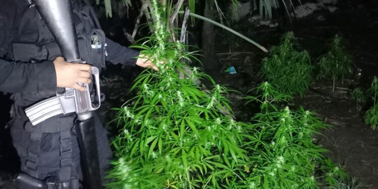 Eliminan cultivos ilícitos en Melchor de Mencos, Petén