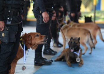 Realizan ceremonia de jubilación y adopción de perros policías