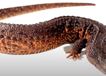 Un fósil “olvidado” adelanta el origen de los lagartos a 35 millones de años