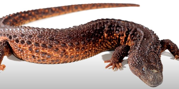 Un fósil “olvidado” adelanta el origen de los lagartos a 35 millones de años