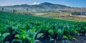 Sector agropecuario durante la temporada de frío. /Foto: MAGA