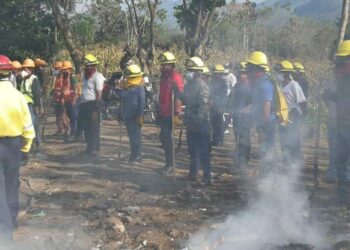Las Verapaces e Ixcán accionan contra plagas e incendios forestales