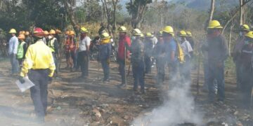Las Verapaces e Ixcán accionan contra plagas e incendios forestales