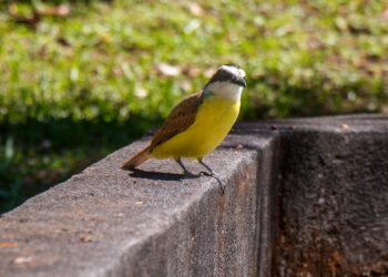 Anuncian foro de aviturismo