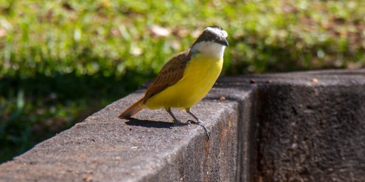 Anuncian foro de aviturismo