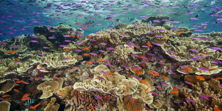 Arrecifes de coral crecen hacia las corrientes para capturar más alimento