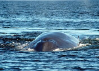 Nace una nueva área importante de mamíferos marinos en las costas de Ecuador