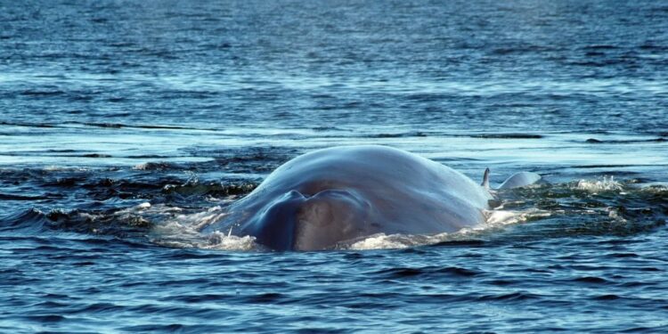 Nace una nueva área importante de mamíferos marinos en las costas de Ecuador