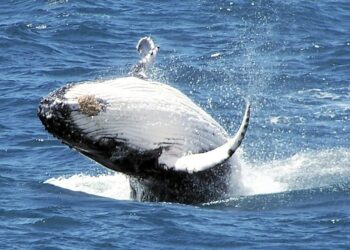 Ballenas