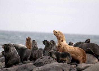 Tierra puede perder hasta un 10 % de la biodiversidad para 2050