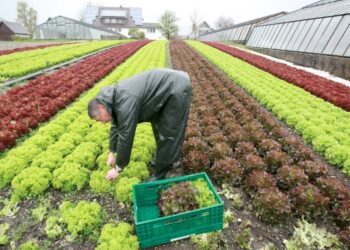 Universidad israelí crea célula solar que mejora cultivos y ahorra energía