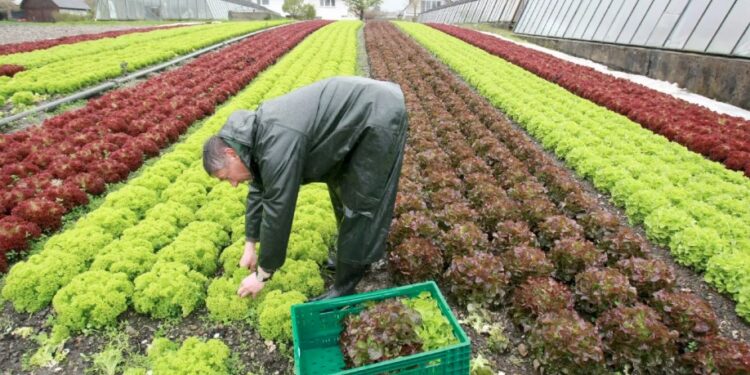 Universidad israelí crea célula solar que mejora cultivos y ahorra energía