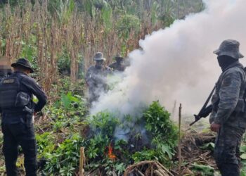 Suman más de 316 mil 700 arbustos de coca erradicados en Petén