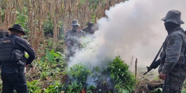 Suman más de 316 mil 700 arbustos de coca erradicados en Petén