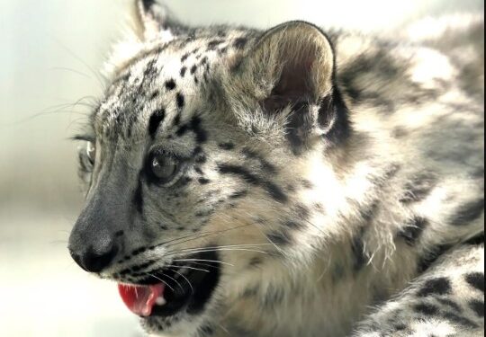 Leopardo