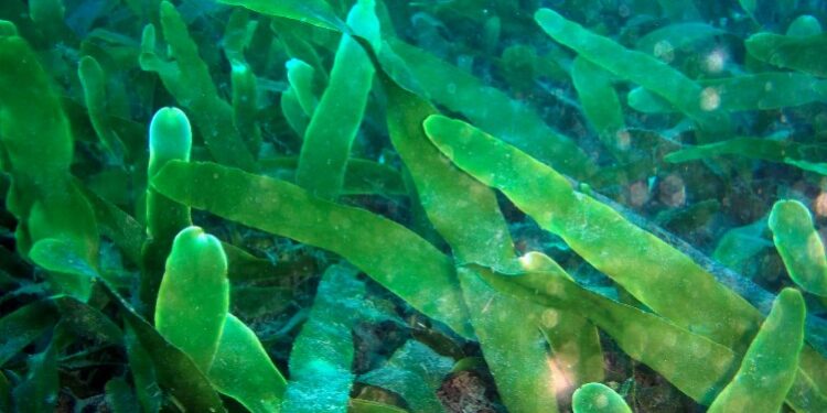 algas marinas