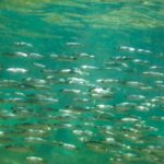 Abogan por un acuerdo de protección de los océanos