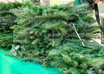 Conozca los puntos de venta autorizados. /Foto: Conap