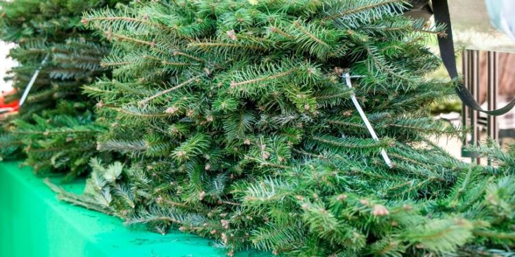 Conozca los puntos de venta autorizados. /Foto: Conap