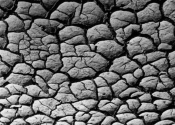 FAO llama a proteger los nutrientes de los suelos para garantizar alimentación