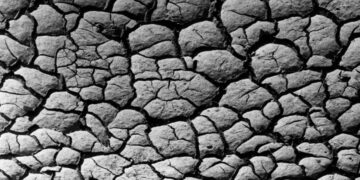 FAO llama a proteger los nutrientes de los suelos para garantizar alimentación