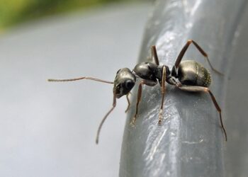 Hormigas pueden oler el cáncer